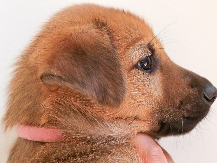 chinook puppy